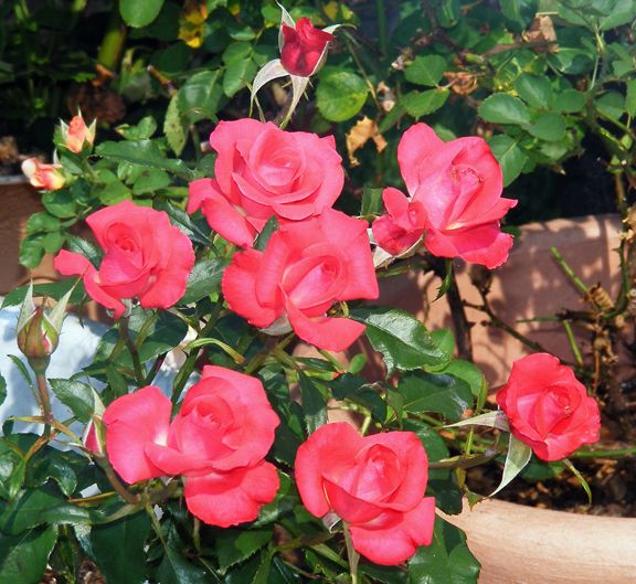 First and Foremost photo fnf2013_07050050_zpsa785d844.jpg